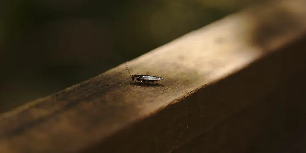 cucarachas resistencia cucarachas resistencia