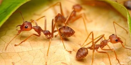 plagas de hormigas