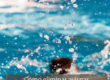 ¿Cómo eliminar avispas en la piscina?