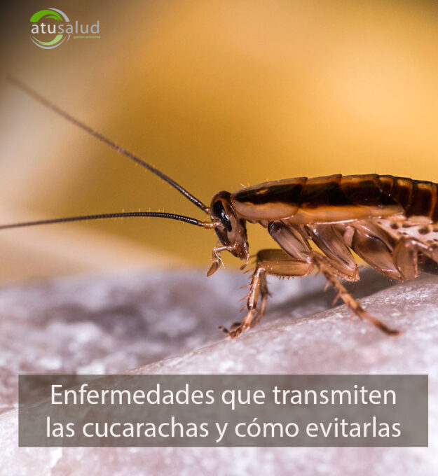 Enfermedades que transmiten las cucarachas y cómo evitarlas