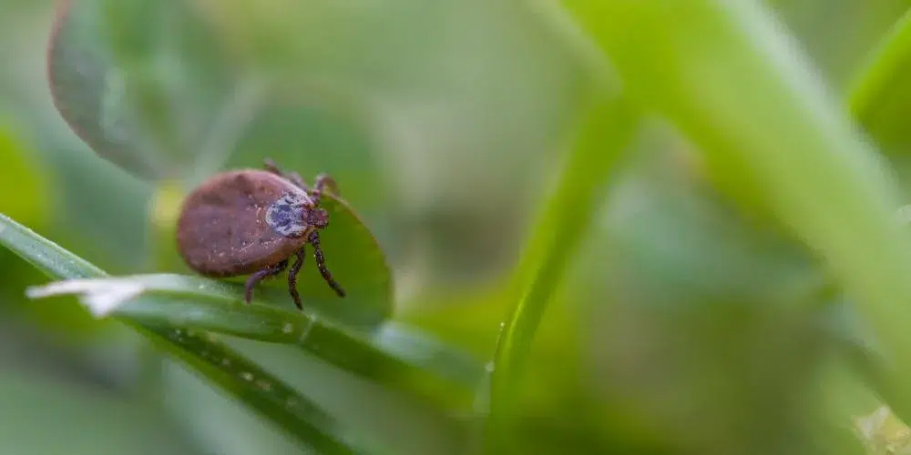 enfermedades transmitidas por garrapatas