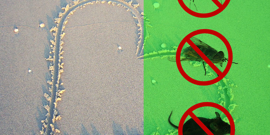 esteveranoproteje proteger plagas