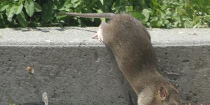 función social plagas