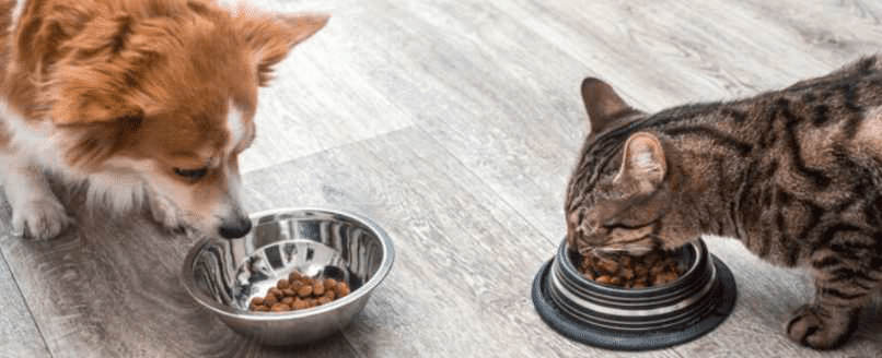 No dejar la comida de las mascotas en el suelo después de que coman.