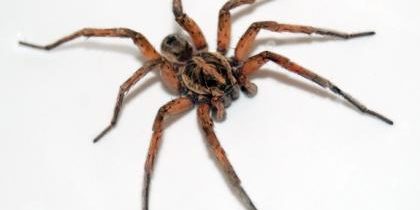 inquilinos habituales arañas plagas