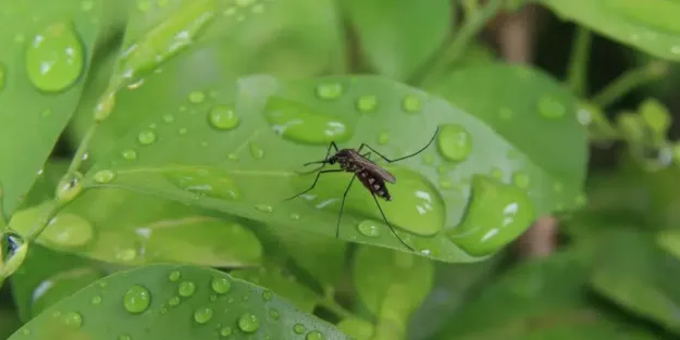 insectos desaparición