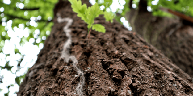 la procesionaria del pino, problema en febrero