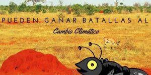 termitas eliminar termitas