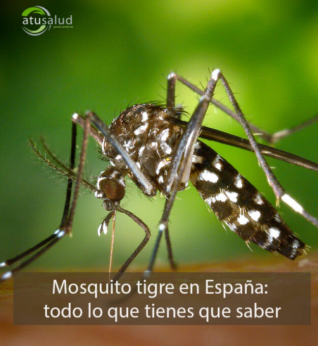 Mosquito tigre en España: todo lo que tienes que saber