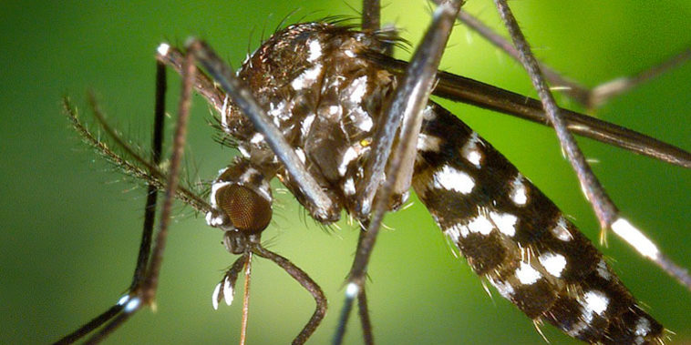Mosquito tigre en España: todo lo que tienes que saber - A Tu Salud