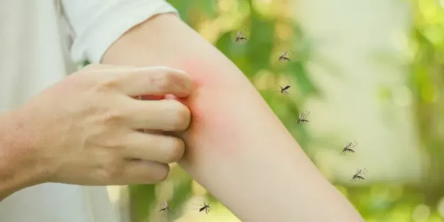 mosquitos controlar plagas en tu negocio