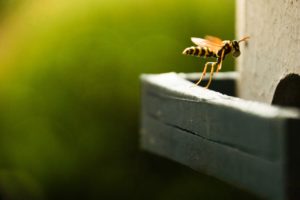 Plaga de avispas en Albacete