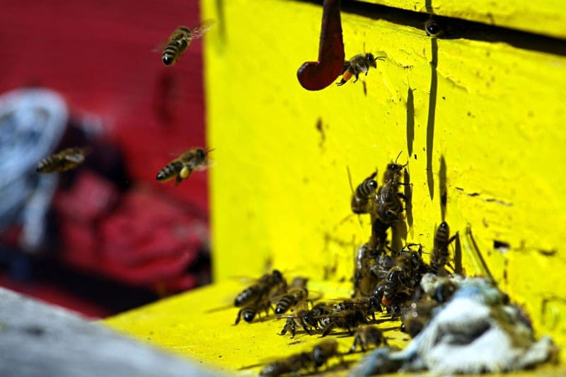 El calor aumenta las plagas de insectos