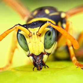 avispas plagas emergentes