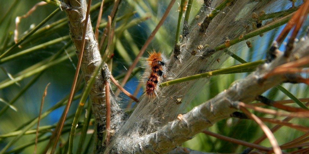 plagasvueltaalcole plagas vuelta al cole