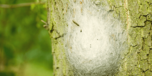 plan de acción contra la procesionaria plan de acción contra la procesionaria