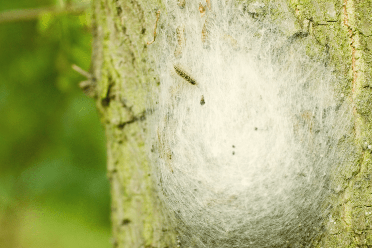plan de acción contra la procesionaria plan de acción contra la procesionaria