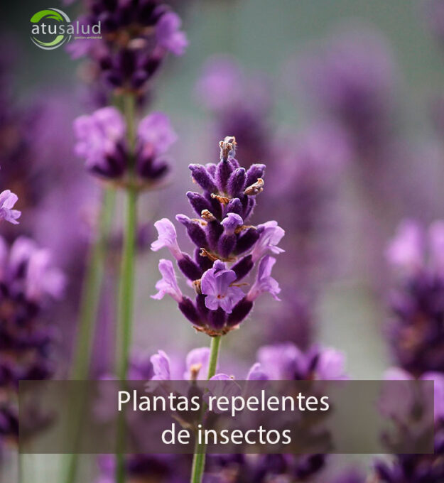 Plantas repelentes de insectos