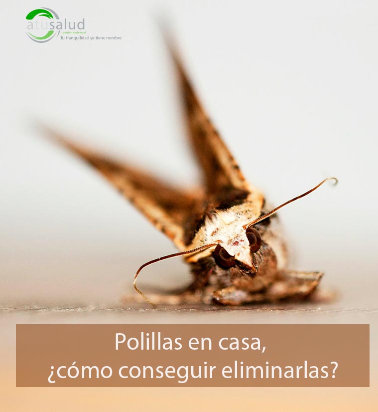 Español solidaridad Enjuiciar Polillas en casa: ¿cómo eliminarlas? | A Tu Salud