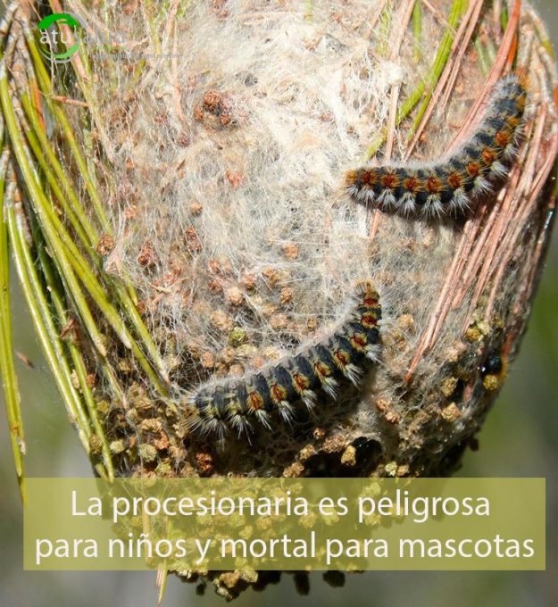 La plaga de procesionaria es peligrosa para niños y mortal para mascotas