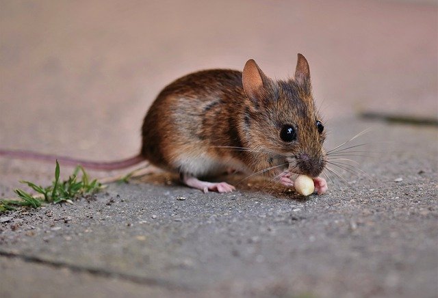 Un estudio plantea la posibilidad de que el origen de la variante Ómicron pueda ser la transmisión al ratón.