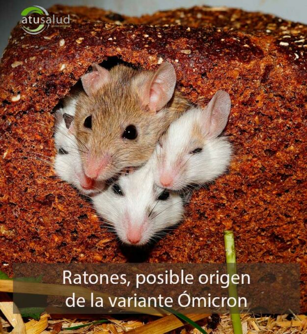 Ratones, posible origen de la variante Ómicron