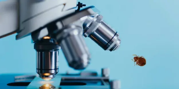 resistencia chinches y calor extremo resistencia chinches y calor extremo