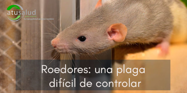 Plaga de roedores