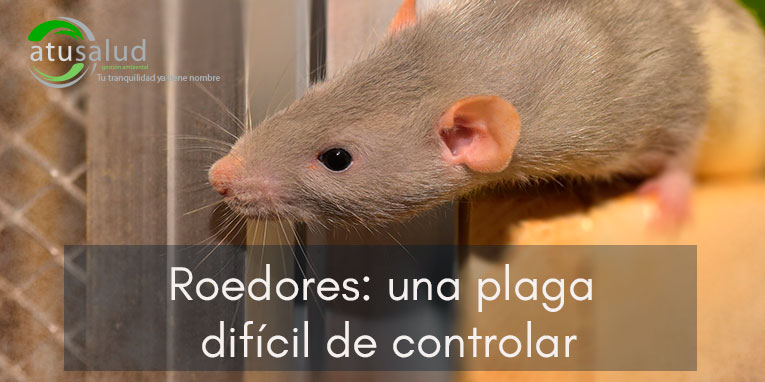 roedores-plagas Plaga de roedores