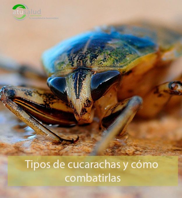 Cómo acabar con los diferentes tipos de cucarachas