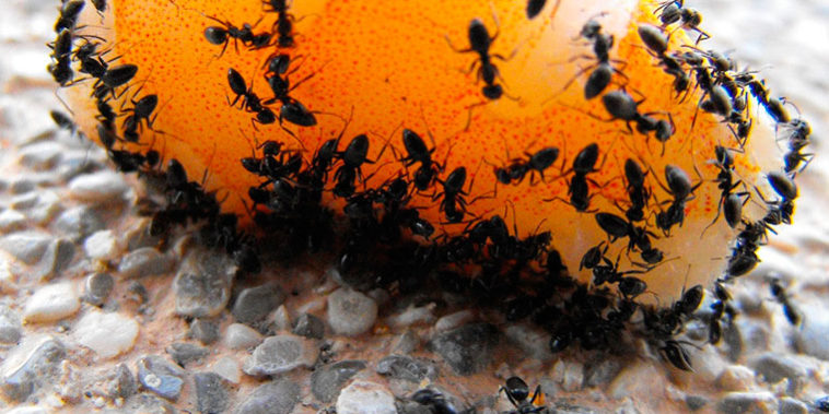 Flotar collar enchufe Tipos de hormigas en casa ¿cómo combatirlas?| A Tu Salud