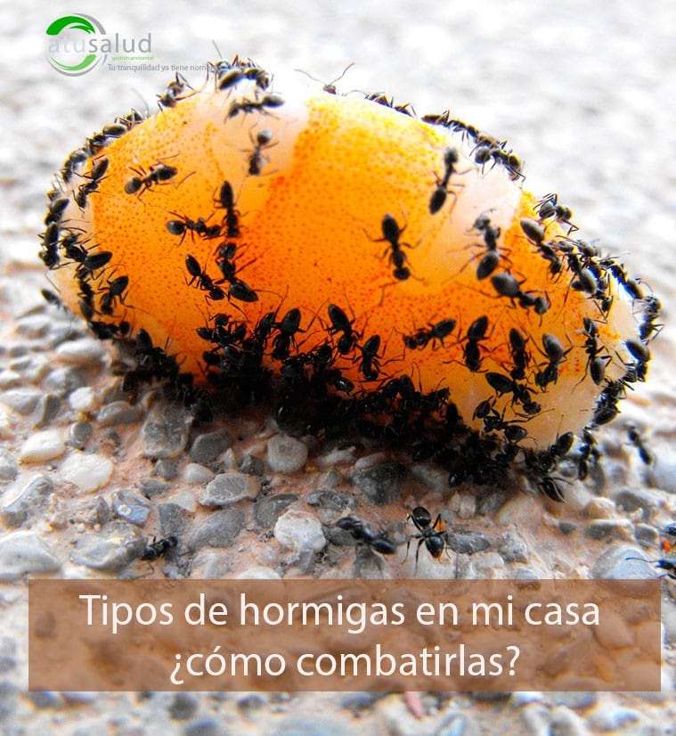 Tipos De Hormigas En Mi Casa Como Combatirlas A Tu Salud