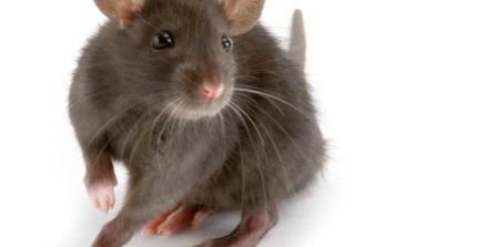 verdadesimentirasplagas