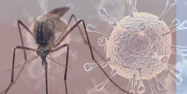 virus del nilo virus del nilo